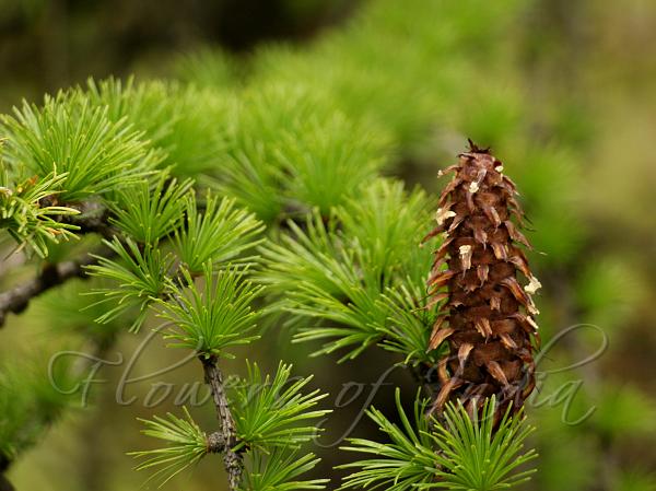 Sikkim Larch